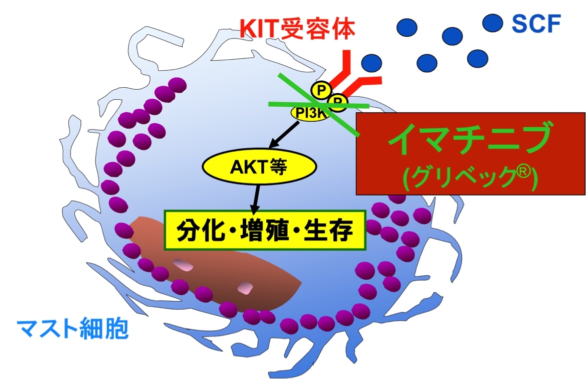 は マスト 細胞 と